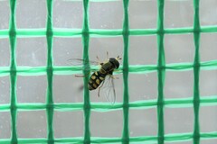 Ischiodon scutellaris