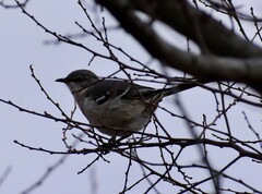 Mimus polyglottos polyglottos