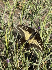 Papilio polyxenes rudkini