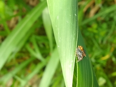 Wagneriana