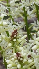 Stackhousia