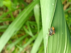 Wagneriana