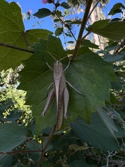 Schistocerca damnifica