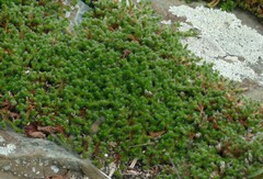 Selaginella rupestris