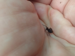 Wagneriana