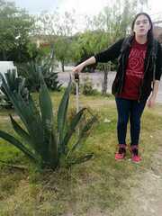 Agave