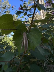 Schistocerca damnifica