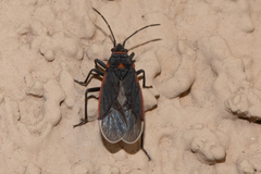 Melacoryphus lateralis