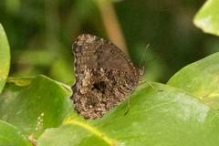 Praepedaliodes phanias