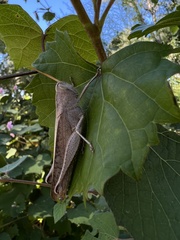 Schistocerca damnifica