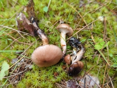 Gomphidius nigricans