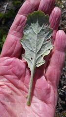 Brassica rapa