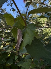 Schistocerca damnifica