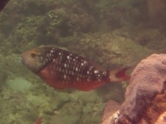 Sparisoma viride