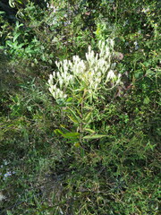 Eupatorium album