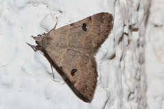 Hemeroplanis historialis