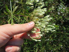 Eupatorium album