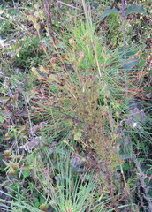 Agalinis fasciculata