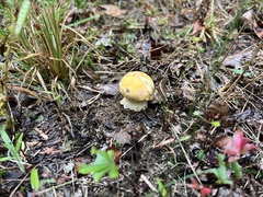 Amanita persicina