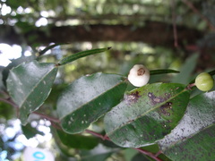 Phyllonoma laticuspis