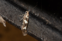 Scythris trivinctella