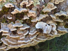 Cerrena unicolor