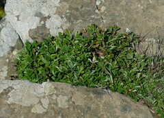 Sibbaldiopsis tridentata