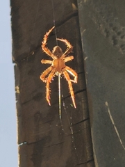Araneus gemma