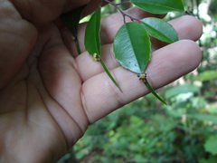 Phyllonoma laticuspis