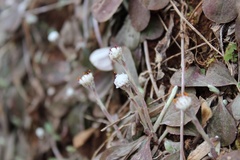 Antennaria solitaria
