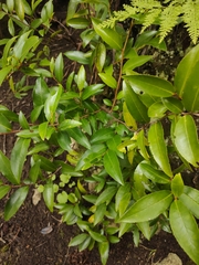 Prunus lusitanica hixa
