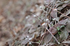 Antennaria solitaria