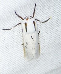 Ectypia bivittata