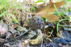 Leccinellum crocipodium