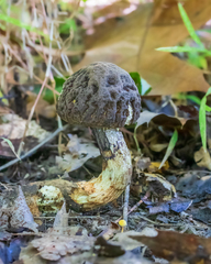 Leccinellum crocipodium
