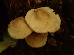 Gymnopus