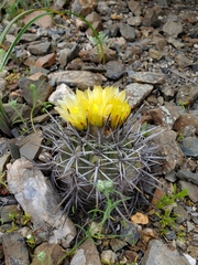 Copiapoa echinoides
