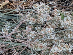Eriogonum niveum