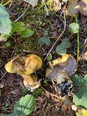 Cortinarius metarius