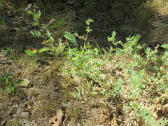 Tephrosia virginiana