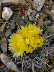 Copiapoa echinoides