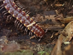 Nearctodesmidae