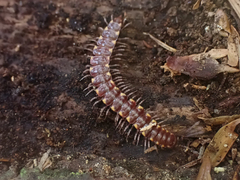 Nearctodesmidae