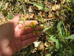 Solidago erecta
