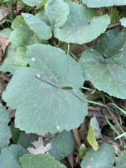 Vitis californica