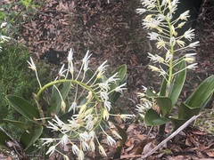 Dendrobium speciosum
