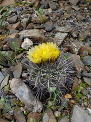 Copiapoa echinoides