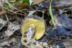 Leccinellum crocipodium