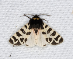 Apantesis nevadensis
