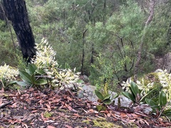 Dendrobium speciosum